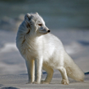 ArcticFox